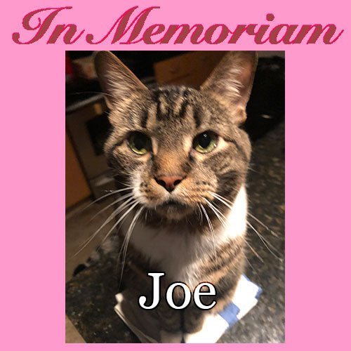 Celebrando a Joe, el gato del almacén