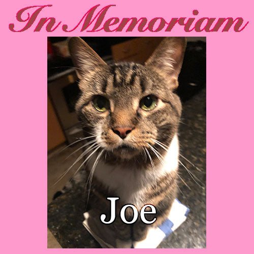 Celebrating Joe, the warehouse cat - Indie Vinyl Den