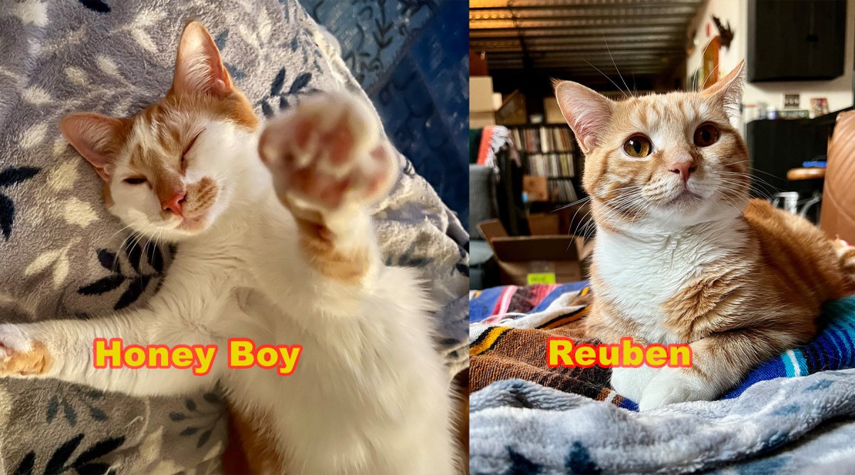 Welcome our newest Warehouse Cats!