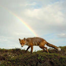 Buck Meek - Buck Meek [Limited LP - Translucent Green Color Vinyl] rockit-t-shirts.myshopify.com #Indie_Vinyl_Den#