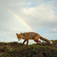 Buck Meek - Buck Meek [Limited LP - Translucent Green Color Vinyl] rockit-t-shirts.myshopify.com #Indie_Vinyl_Den#