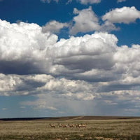 Fruit Bats - Tripper - Deluxe Anniversary White Color Vinyl rockit-t-shirts.myshopify.com #Indie_Vinyl_Den#