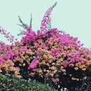 Jay Som - Turn Into - Light Blue Color Vinyl 180g rockit-t-shirts.myshopify.com #Indie_Vinyl_Den#