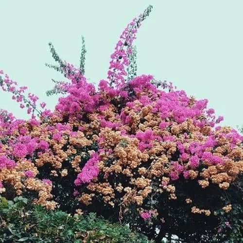 Jay Som - Turn Into - Light Blue Color Vinyl 180g