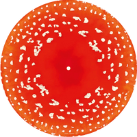 Kasabian - Happenings - Trippy Shroom Edition Picture Disc Vinyl Record rockit-t-shirts.myshopify.com #Indie_Vinyl_Den#