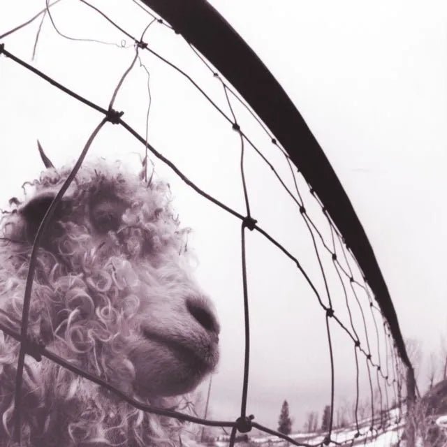 Pearl Jam - VS  30th Anniversary- 180g 2LP 45RPM Vinyl Record rockit-t-shirts.myshopify.com #Indie_Vinyl_Den#