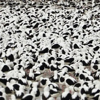 Stella Donnelly - Flood - Opaque Red Color Vinyl Record rockit-t-shirts.myshopify.com #Indie_Vinyl_Den#