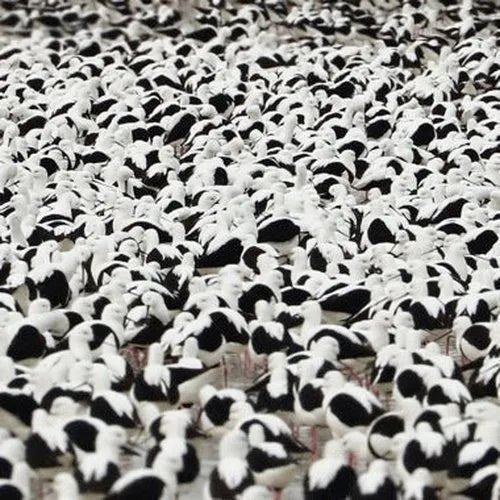 Stella Donnelly - Flood - Registro de vinilo de color rojo opaco