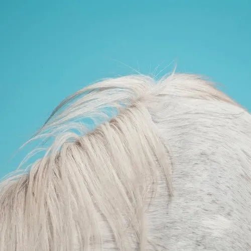 Widowspeak - All Yours - Vinyl Record