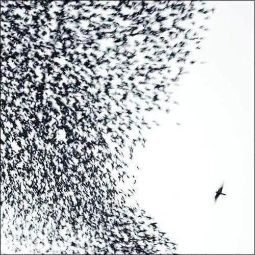 Wilco - Sky Blue Sky (180 Gram Vinyl) (2LP) * rockit-t-shirts.myshopify.com #Indie_Vinyl_Den#
