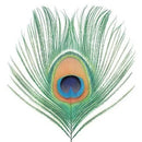 XTC - Apple Venus Volume I - Vinyl Record LP 200g Import rockit-t-shirts.myshopify.com #Indie_Vinyl_Den#